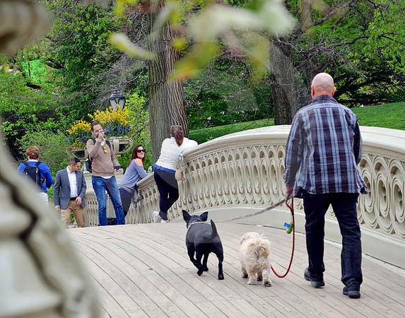 CENTRAL PARK #15 (New York)