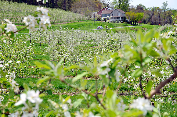 ORCHARD #1 (Lincoln Highway nr Cashtown PA)