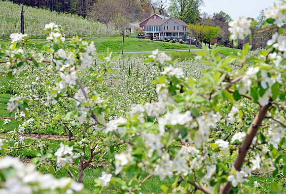 ORCHARD #2 (Lincoln Highway nr Cashtown PA)