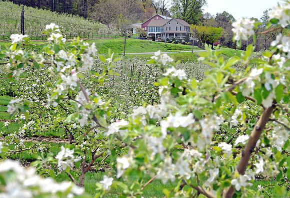 ORCHARD #3 (Lincoln Highway nr Cashtown PA)