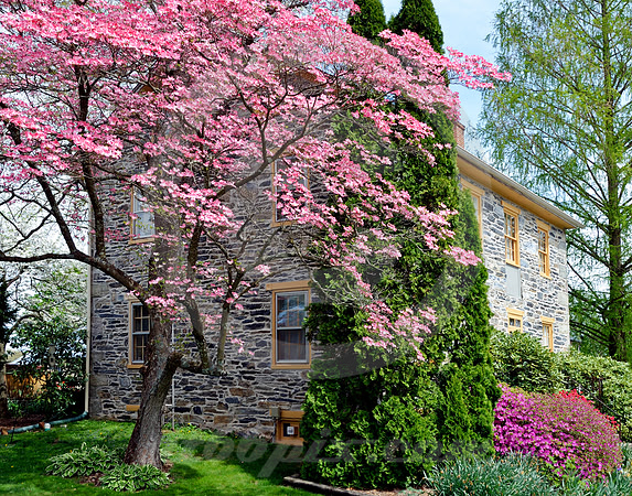 HOUSE IN SPRING (Lincoln Highway nr Cashtown PA)