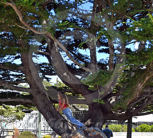CALIFORNIA LIFE #197 (Monterey CA)