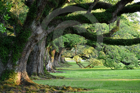 OAK ALLEY #3 (Vacherie LA)