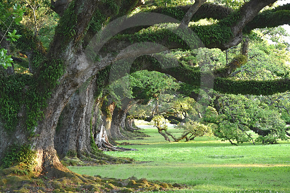 OAK ALLEY #10 (Vacherie LA)