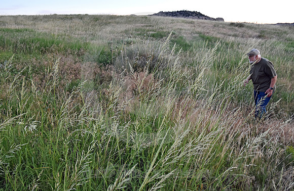 SWALE, GRASS & BILL (nr Gering NE)