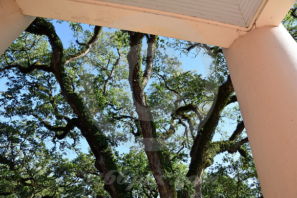 OAK ALLEY #14 (Vacherie LA)