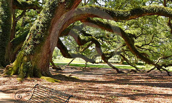 OAK ALLEY #17 (Vacherie LA)