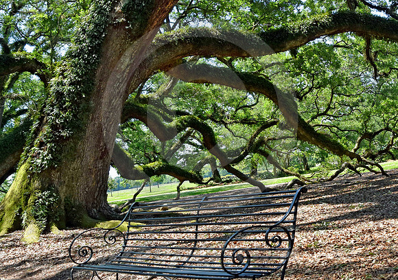 OAK ALLEY #15 (Vacherie LA)