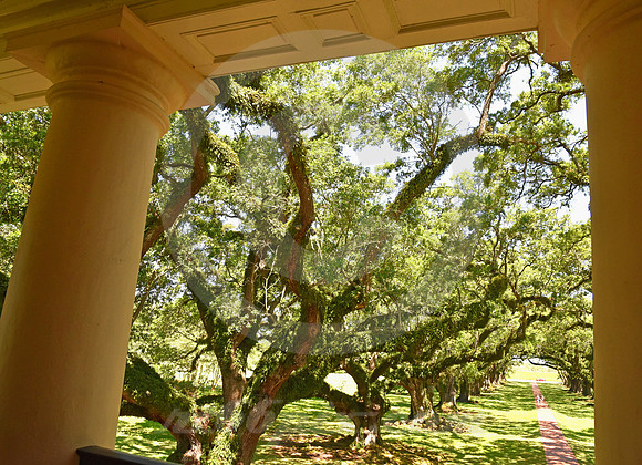 OAK ALLEY #24 (Vacherie LA)