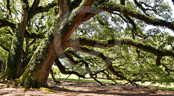 OAK ALLEY #23 (Vacherie LA)