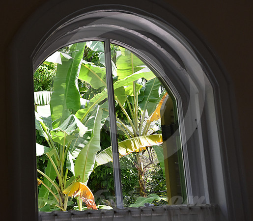 HEMINGWAY #8 (Key West FL)