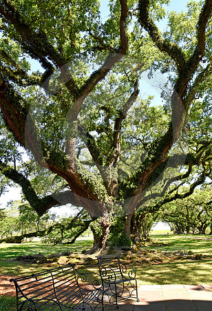 OAK ALLEY #29 (Vacherie LA)