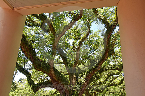 OAK ALLEY #37 (Vacherie LA)