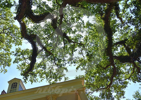 OAK ALLEY #40 (Vacherie LA)