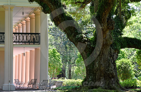 OAK ALLEY #41 (Vacherie LA)