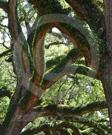 OAK ALLEY #39 (Vacherie LA)