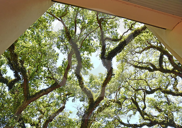 OAK ALLEY #44 (Vacherie LA)