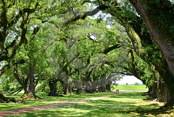 OAK ALLEY #43 (Vacherie LA)
