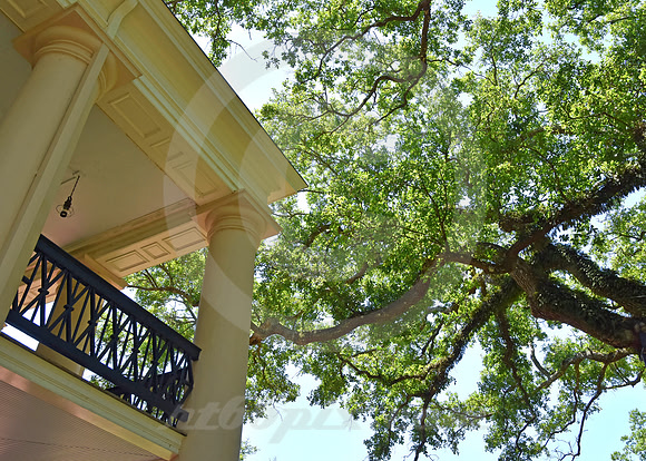 OAK ALLEY #42 (Vacherie LA)