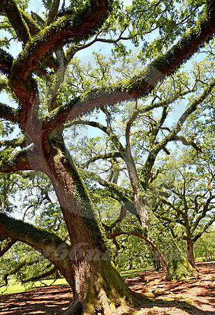 OAK ALLEY #46 (Vacherie LA)