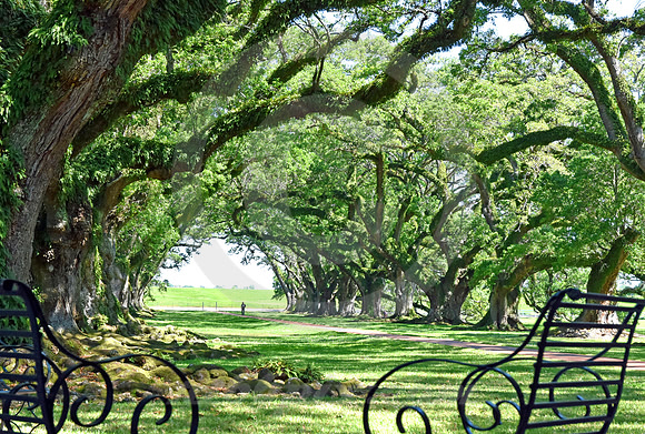 OAK ALLEY #54 (Vacherie LA)