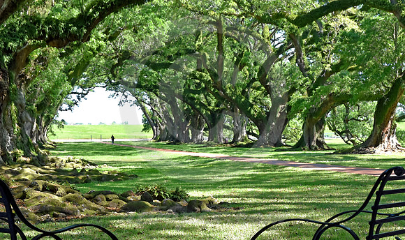 OAK ALLEY #55 (Vacherie LA)