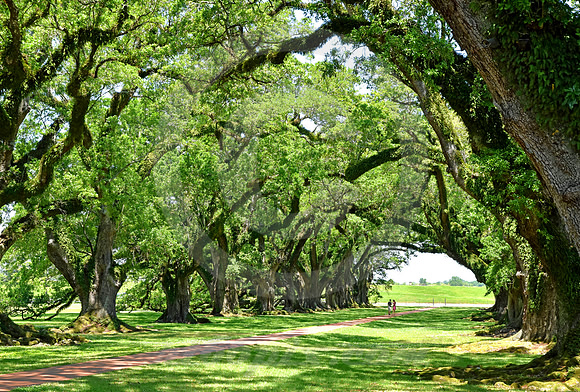 OAK ALLEY #63 (Vacherie LA)