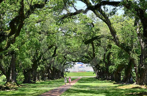 OAK ALLEY #62 (Vacherie LA)