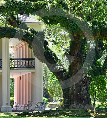 OAK ALLEY #61 (Vacherie LA)