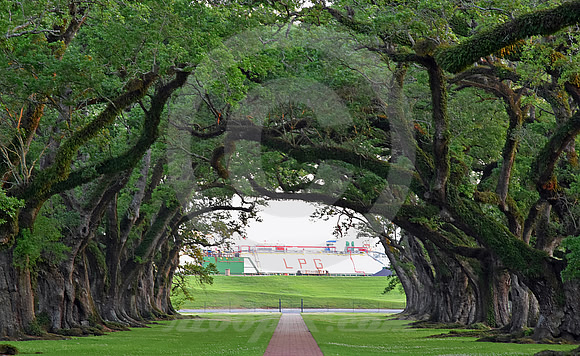 OAK ALLEY #65 (Vacherie LA)