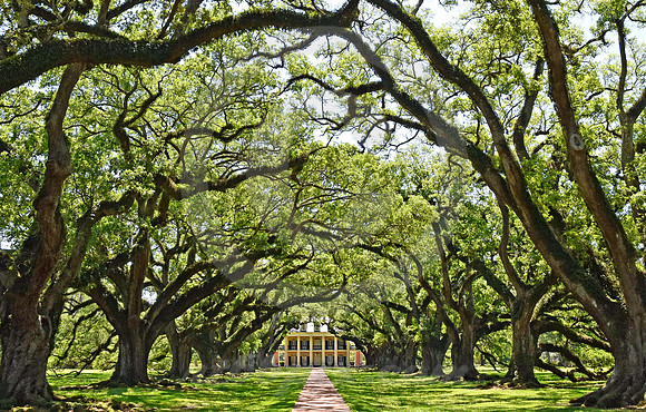 OAK ALLEY #73 (Vacherie LA)