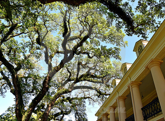 OAK ALLEY #78 (Vacherie LA)