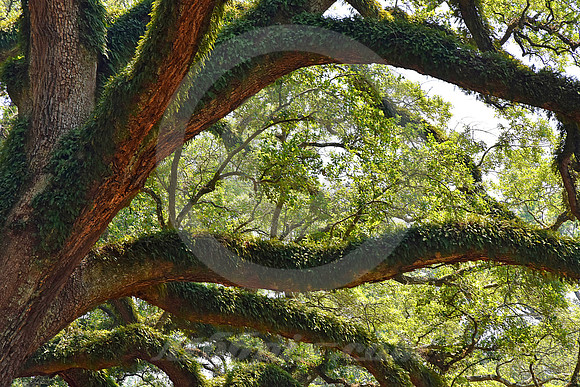 OAK ALLEY #77 (Vacherie LA)