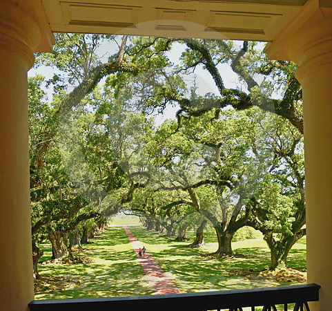 OAK ALLEY #80 (Vacherie LA)