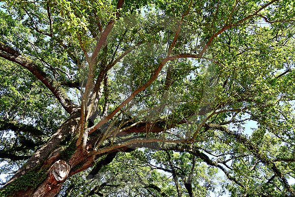 OAK ALLEY #81 (Vacherie LA)