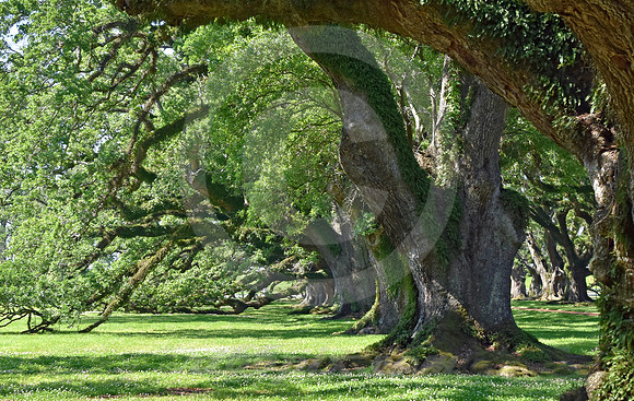 OAK ALLEY #90 (Vacherie LA)