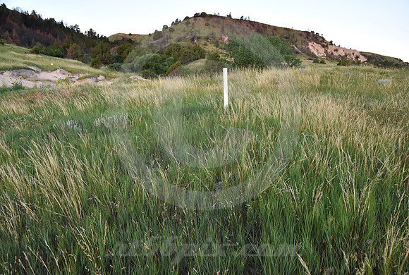 MIDDLE DISTANCE (nr Gering NE)