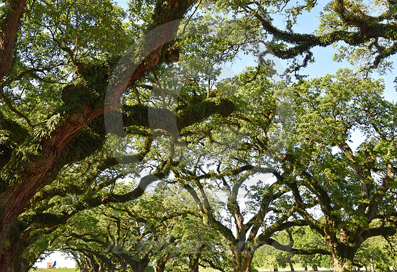OAK ALLEY #97 (Vacherie LA)