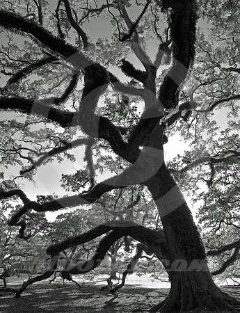 OAK ALLEY #100 (Vacherie LA)