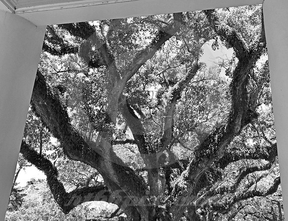 OAK ALLEY #101 (Vacherie LA)