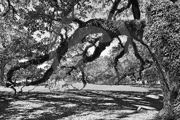 OAK ALLEY #103 (Vacherie LA)