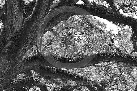 OAK ALLEY #102 (Vacherie LA)