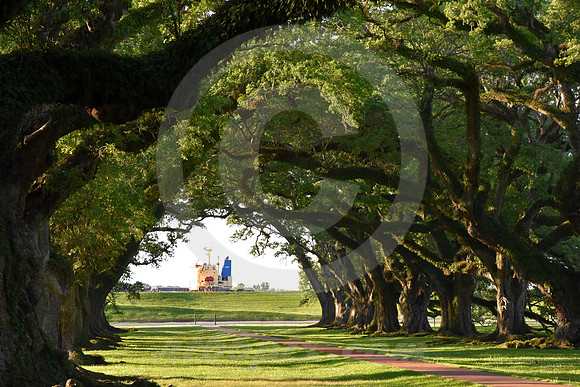 OAK ALLEY #106 (Vacherie LA)