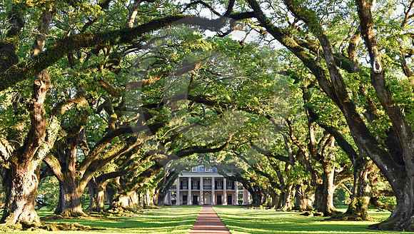 OAK ALLEY #110 (Vacherie LA)