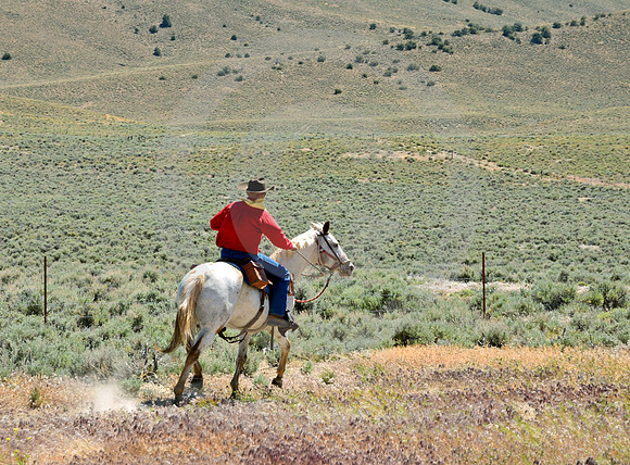 RE-RIDE #73 (nr Austin NV)