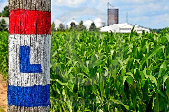 L AND CORNFIELD (Lincoln Highway nr Ligonier IN)