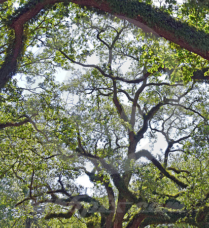 OAK ALLEY #122 (Vacherie LA)