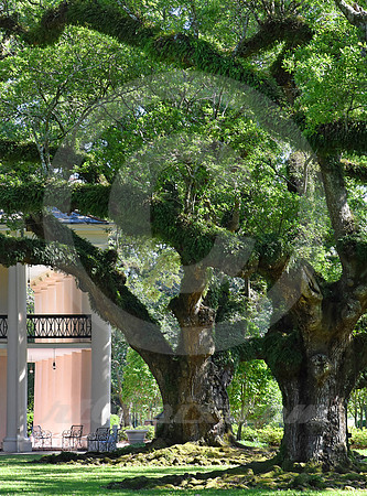 OAK ALLEY #123 (Vacherie LA)