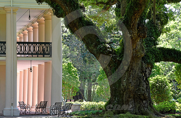 OAK ALLEY #126 (Vacherie LA)
