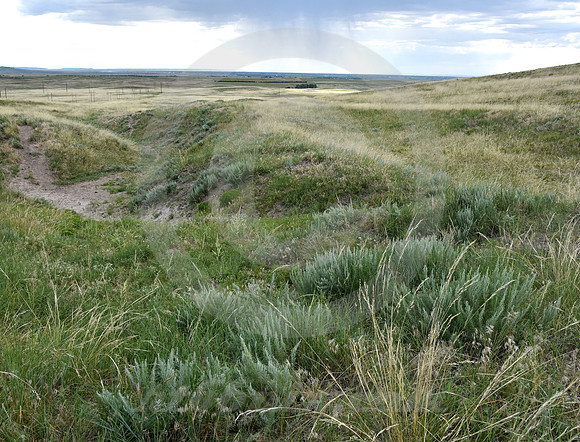 GRASS & GULLY (nr Gering NE)